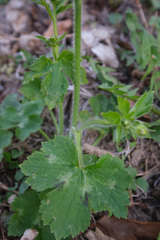 Ranunculus lanuginosus