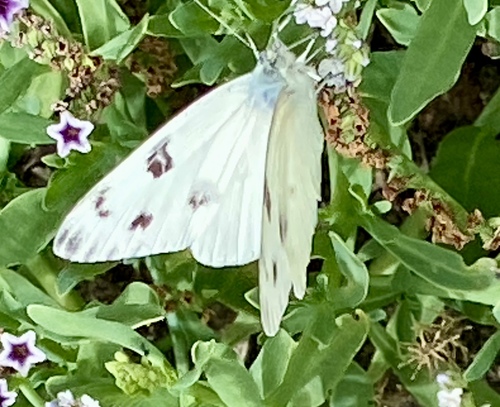 iNaturalist observation photo of Checkered White