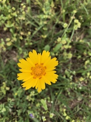 Coreopsis nuecensis