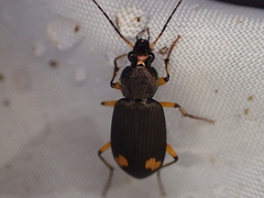 Chlaenius flaviguttatus