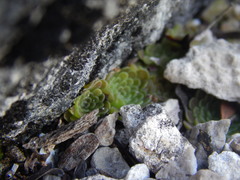 Pinguicula esseriana