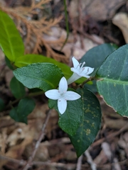 Mitchella undulata