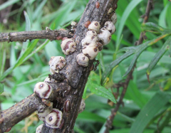 Ceroplastes cirripediformis
