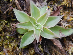 Echeveria paniculata