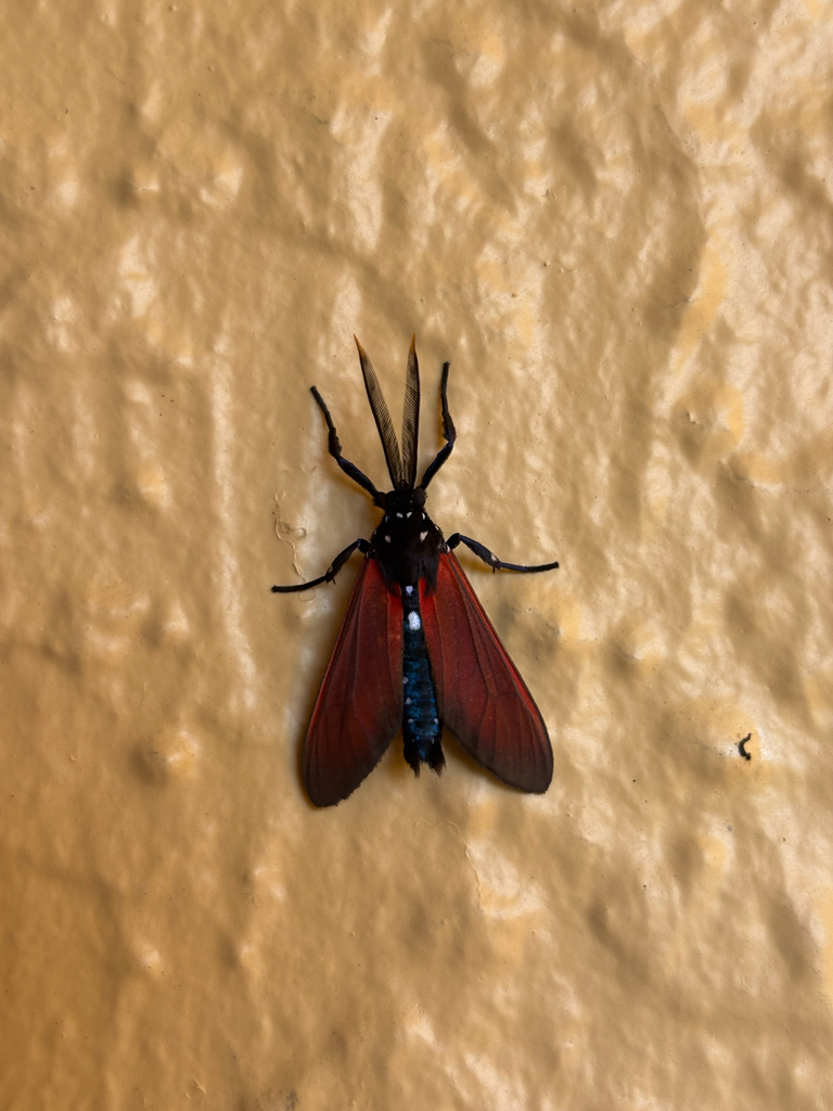 Spotted Oleander Caterpillar Moth