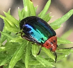 Kuschelina gibbitarsa