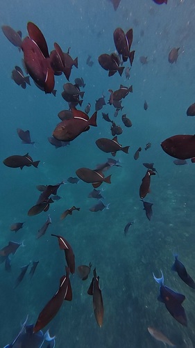 Black Triggerfish (Melichthys niger)