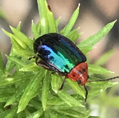 Kuschelina gibbitarsa