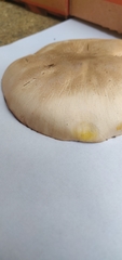 Agaricus