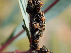 Eurymeloides punctata
