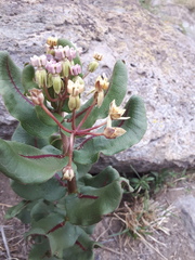 Asclepias jaliscana