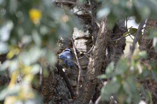 African Blue Tit