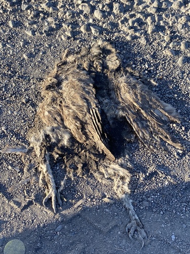 Burrowing Owl