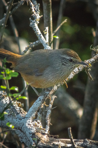 Dusky-tailed Canastero (Pseudasthenes humicola), photo 8