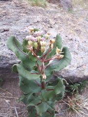 Asclepias jaliscana