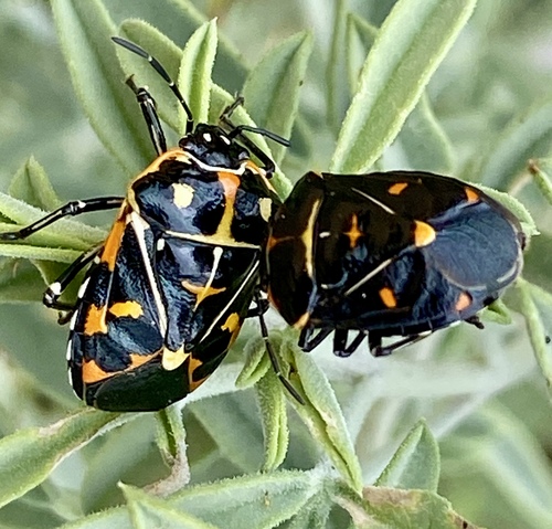 iNaturalist observation photo of Harlequin Bug