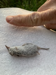 Notiosorex crawfordi