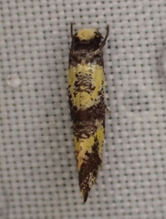 Monopis chrysogramma