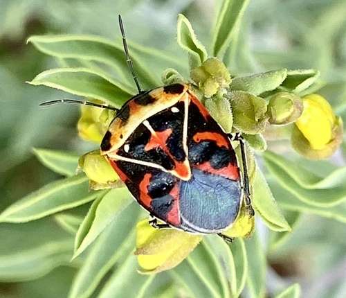 iNaturalist observation photo of Harlequin Bug