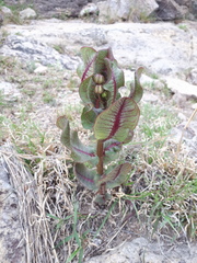 Asclepias jaliscana