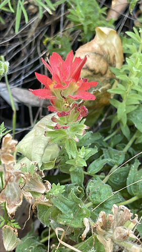 Castilleja martini, photograph 3