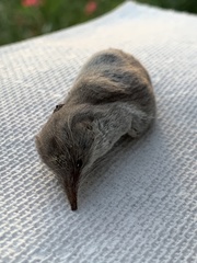 Notiosorex crawfordi