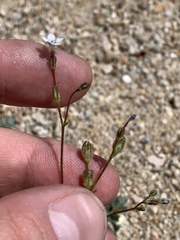 Gilia sinuata