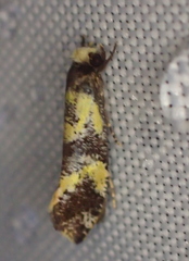 Monopis chrysogramma