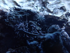 Chaenothecopsis nigripunctata