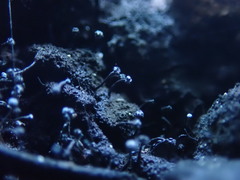 Chaenothecopsis nigripunctata