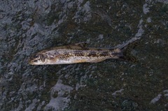 Italian Gudgeon photo 2