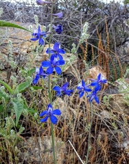 Delphinium scaposum