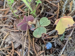 Oxalis violacea