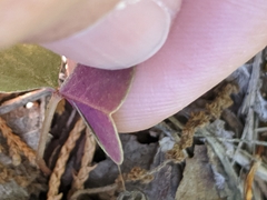 Oxalis violacea