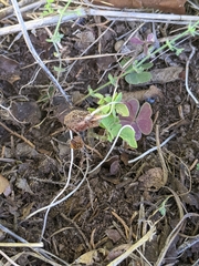Oxalis violacea