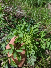 Polytaenia