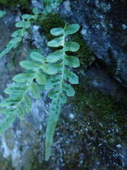 Polypodium amorphum