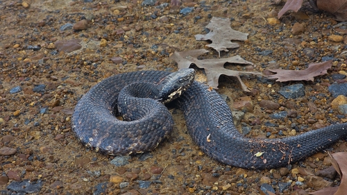 Northern Cottonmouth
