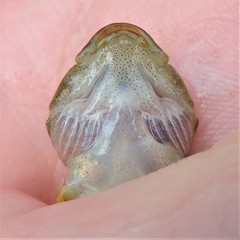 Cottus caeruleomentum