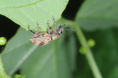 Pantomorus postfasciatus