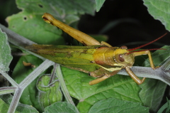 Coryacris angustipennis