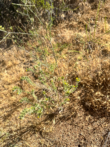 Amsinckia tessellata observed 2026-05-13