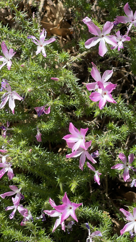 Linanthus californicus, photograph 4