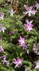 Linanthus californicus, photograph (c) Garrett Craig, some rights reserved (CC BY)