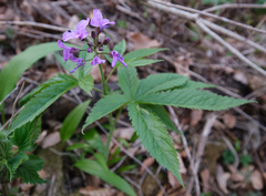 Cardamine pentaphyllos
