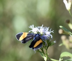 Cyanopepla orbona