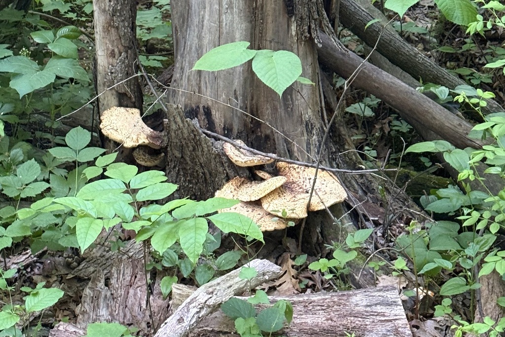 Dryad's Saddle · May 2026 · photo: Photo: (c) Cole Wolf, some rights reserved (CC BY) · iNaturalist