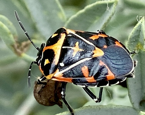 iNaturalist observation photo of Harlequin Bug