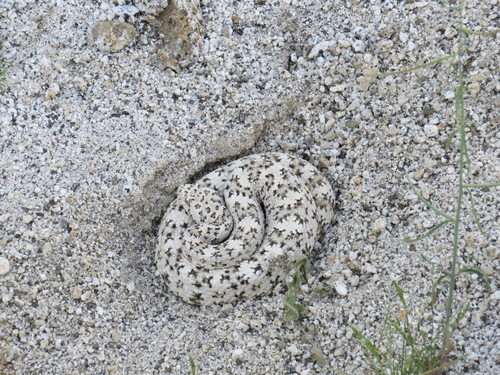 Southwestern Speckled Rattlesnake, California, US, photo 9 of 10
