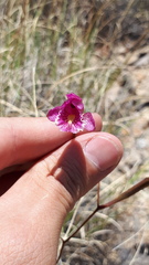 Bletia greenwoodiana